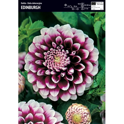 DALIA DEKORACYJNA EDINBURGH 1 szt Piękna